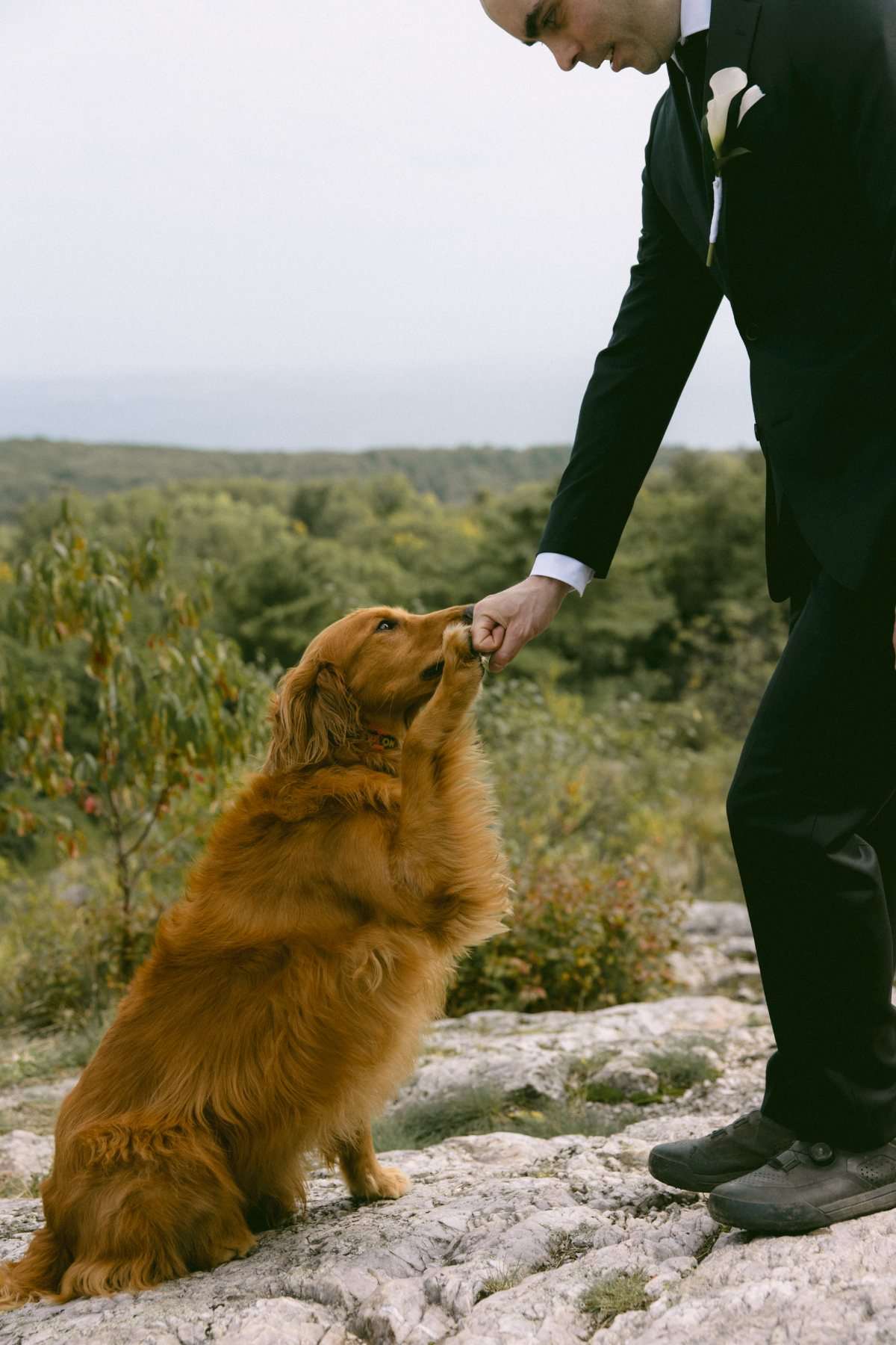 A groom in a black suit sharing a treat with a golden retriever on a rocky overlook above a forested valley